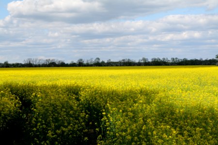 Field in Nauen 2020-05-15 02