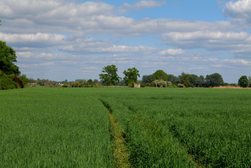 Field in Nauen 2020-05-15 16