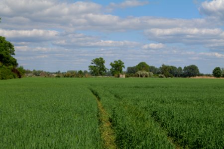 Field in Nauen 2020-05-15 16