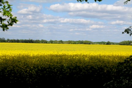 Field in Nauen 2020-05-15 06