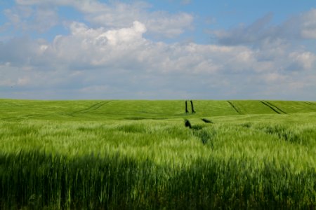 Field in Gollmitz 2021-05-29 11