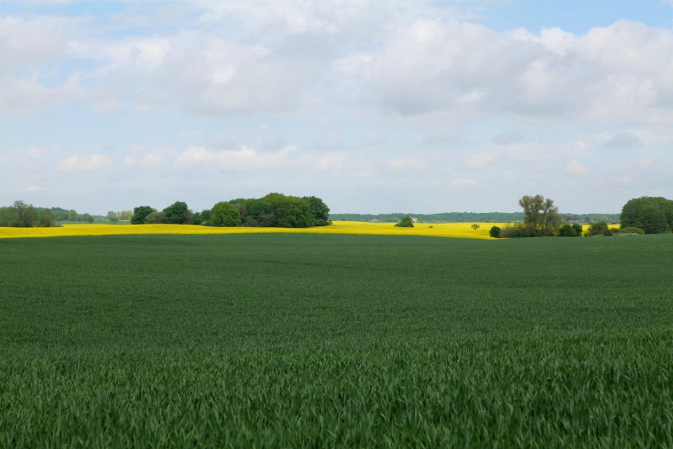 Field in Hardenbeck 2021-05-29 23