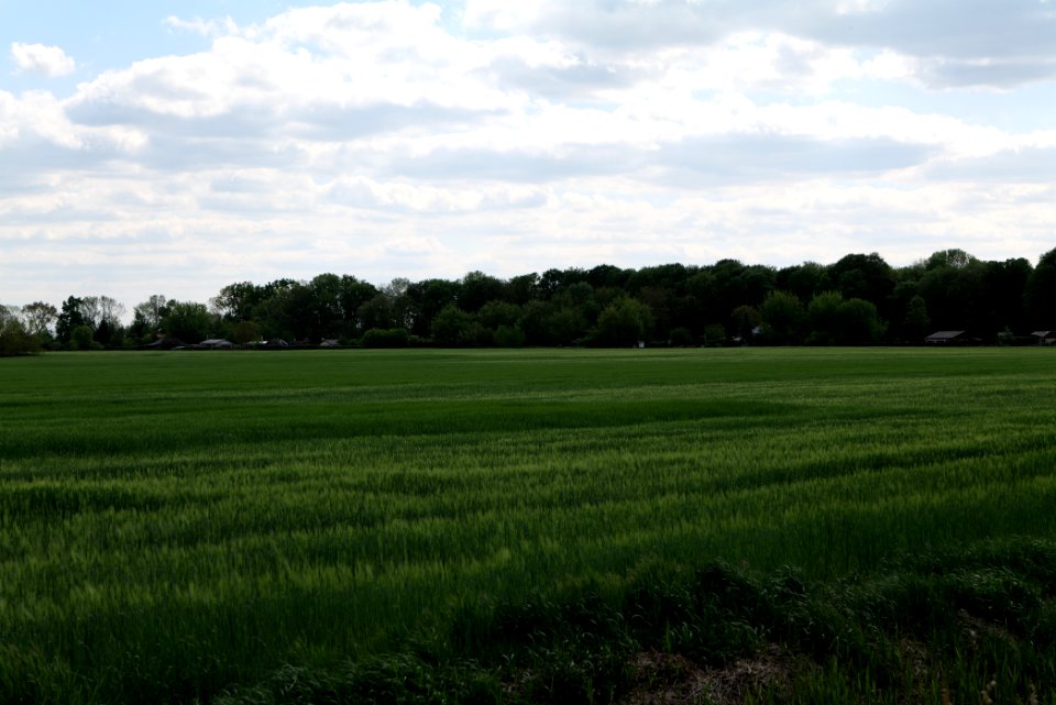 Field in Nauen 2020-05-15 09