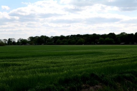 Field in Nauen 2020-05-15 09