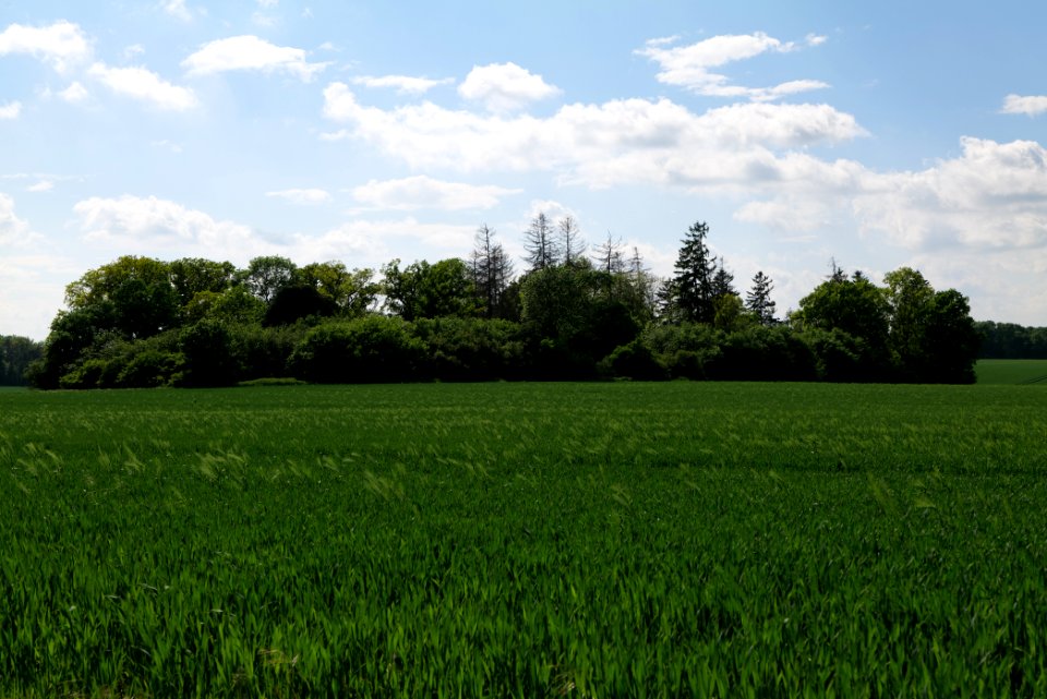Field in Gollmitz 2021-05-29 13