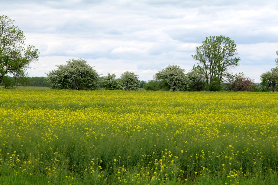 Field in Kremmen 2020-05-15 04