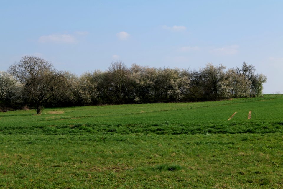 Field at Frankurter Berg 2020-03-22 10
