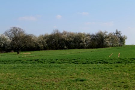 Field at Frankurter Berg 2020-03-22 10