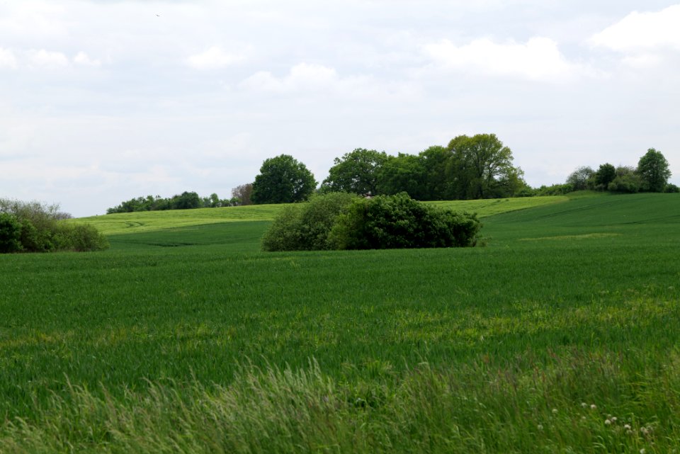 Field in Hardenbeck 2021-05-29 28