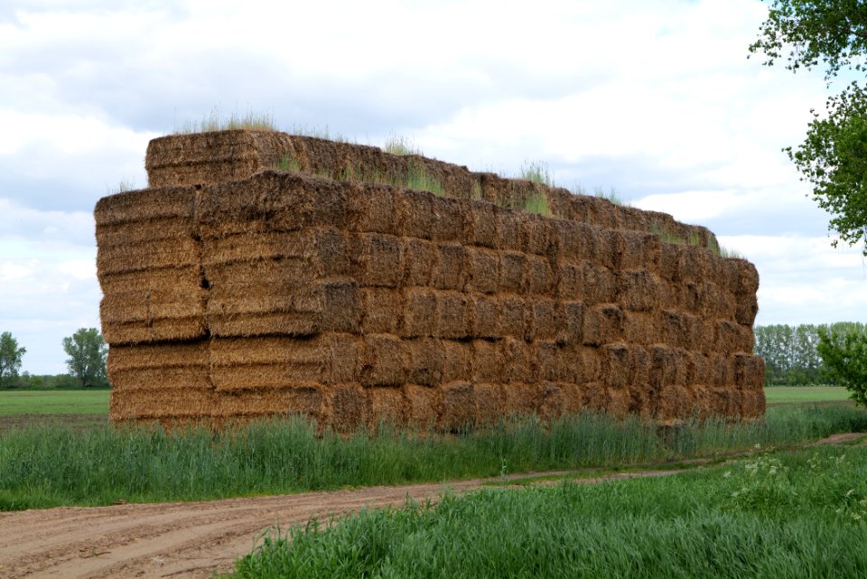 Field in Nauen 2020-05-15 18