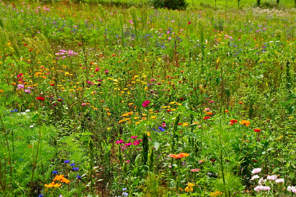 Field flowers Dordogne