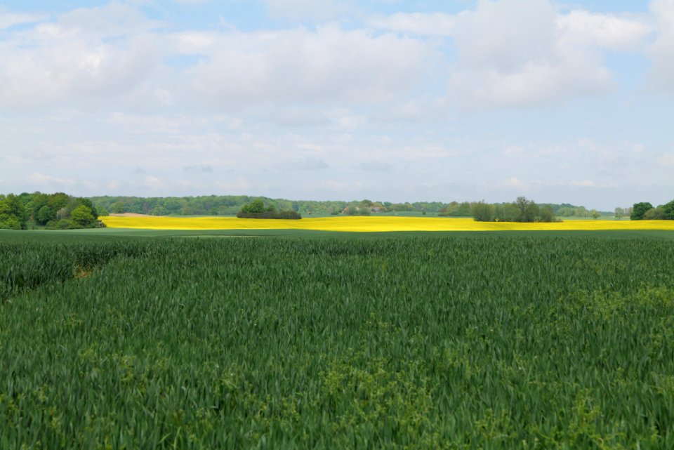 Field in Hardenbeck 2021-05-29 31