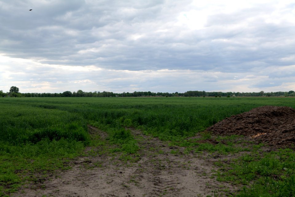 Field in Nauen 2020-05-15 24