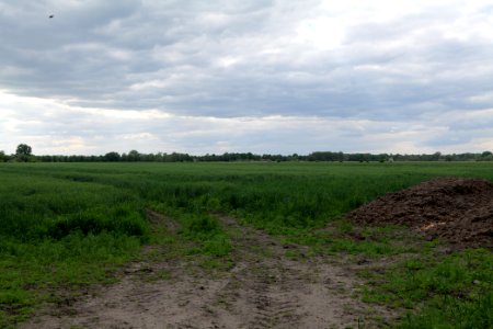 Field in Nauen 2020-05-15 24
