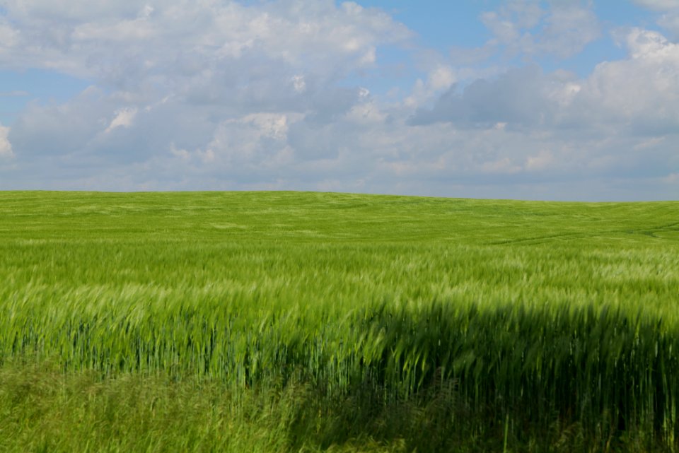 Field in Gollmitz 2021-05-29 05