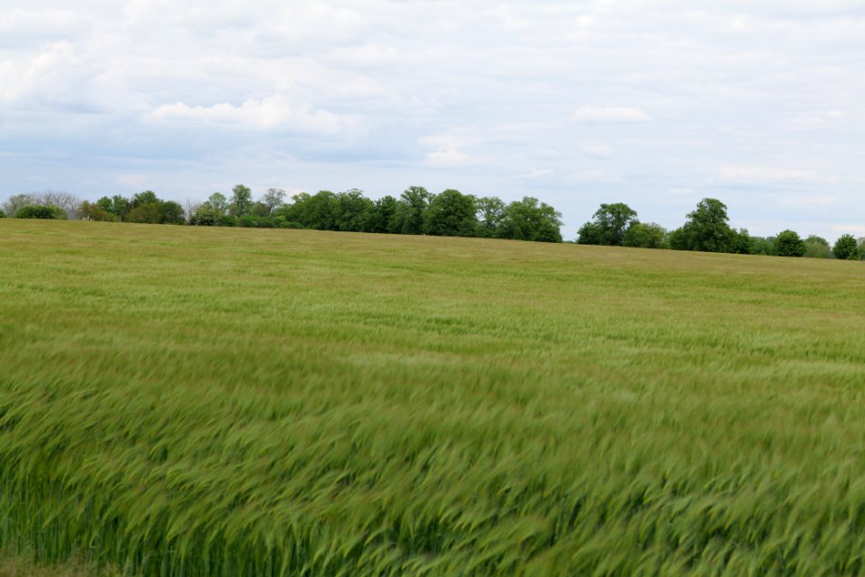 Field in Fehrbellin 2020-05-15 22