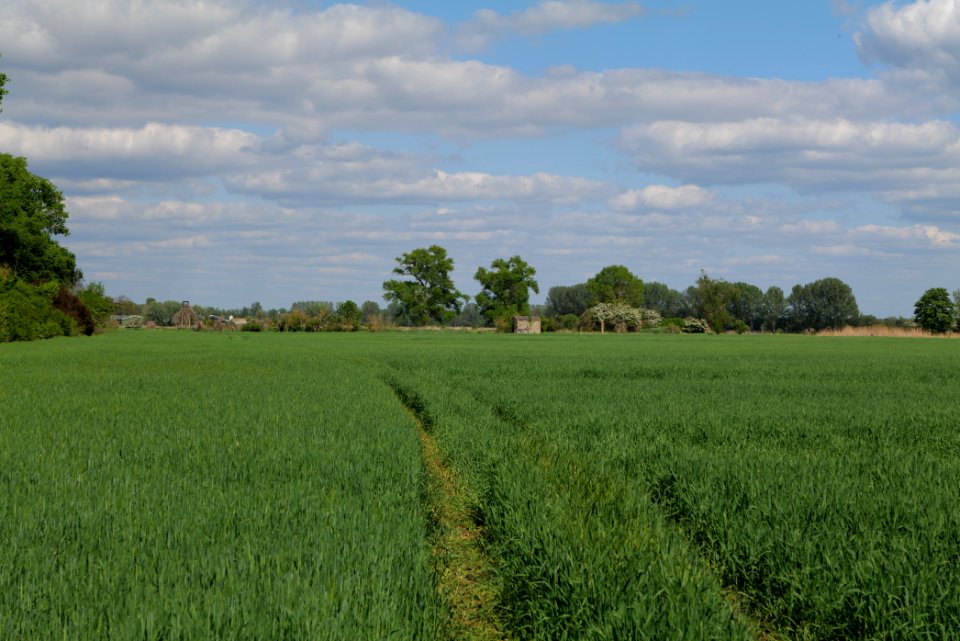 Field in Nauen 2020-05-15 17