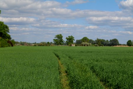 Field in Nauen 2020-05-15 17