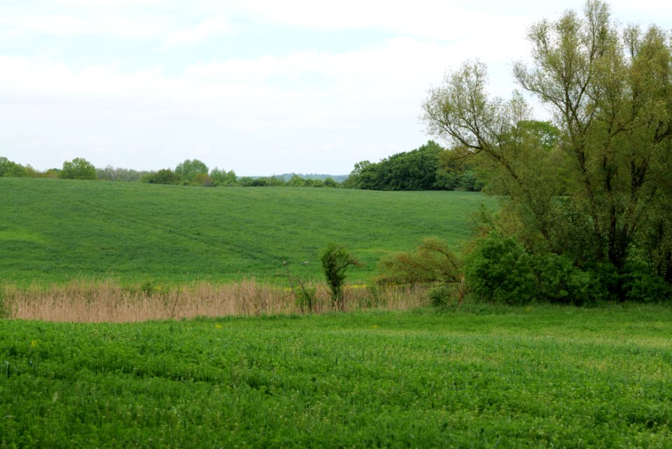 Field in Hardenbeck 2021-05-29 09