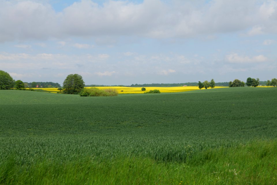 Field in Hardenbeck 2021-05-29 35