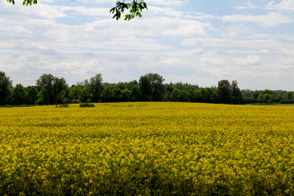 Field in Boitzenburg 2021-05-29 10