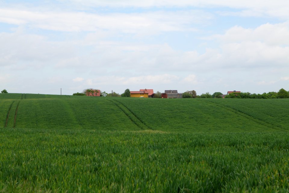 Field in Hardenbeck 2021-05-29 16