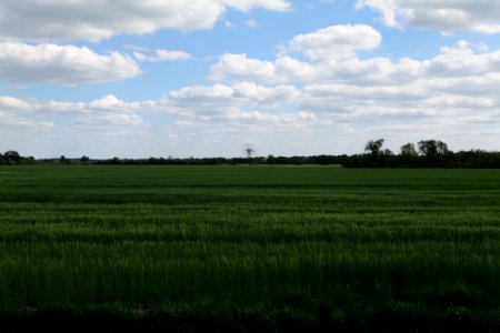 Field in Nauen 2020-05-15 12
