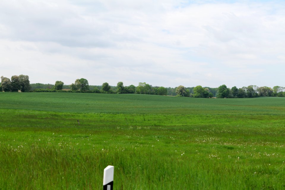 Field in Hardenbeck 2021-05-29 32
