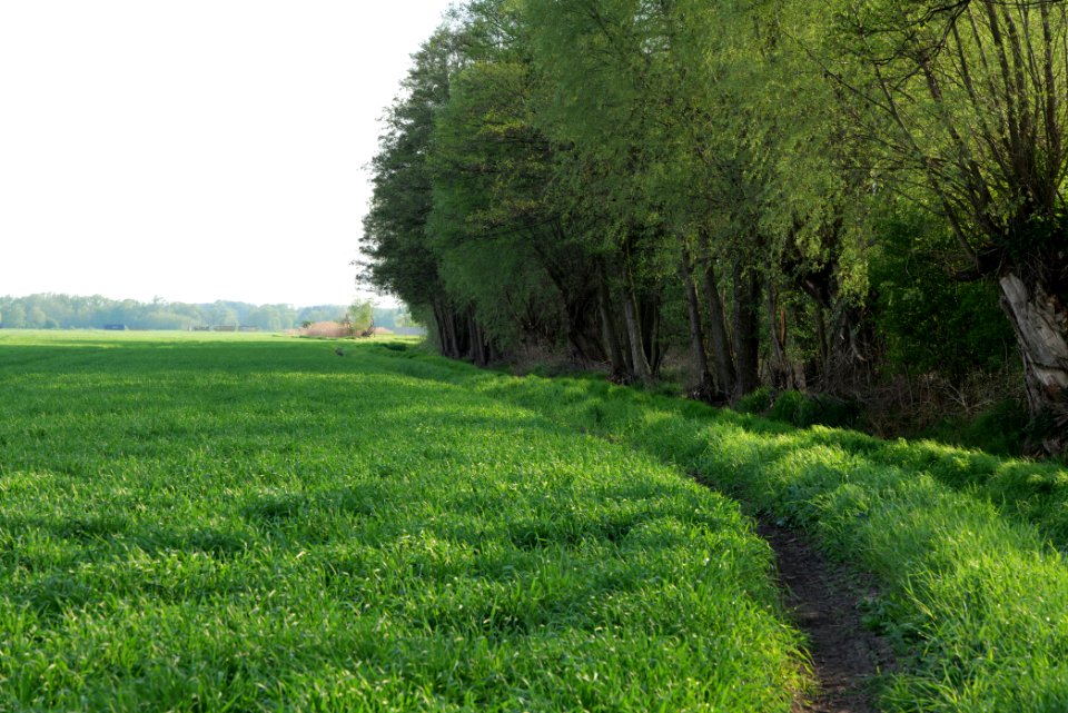 Field in Brusendorf 2021-05-11 17
