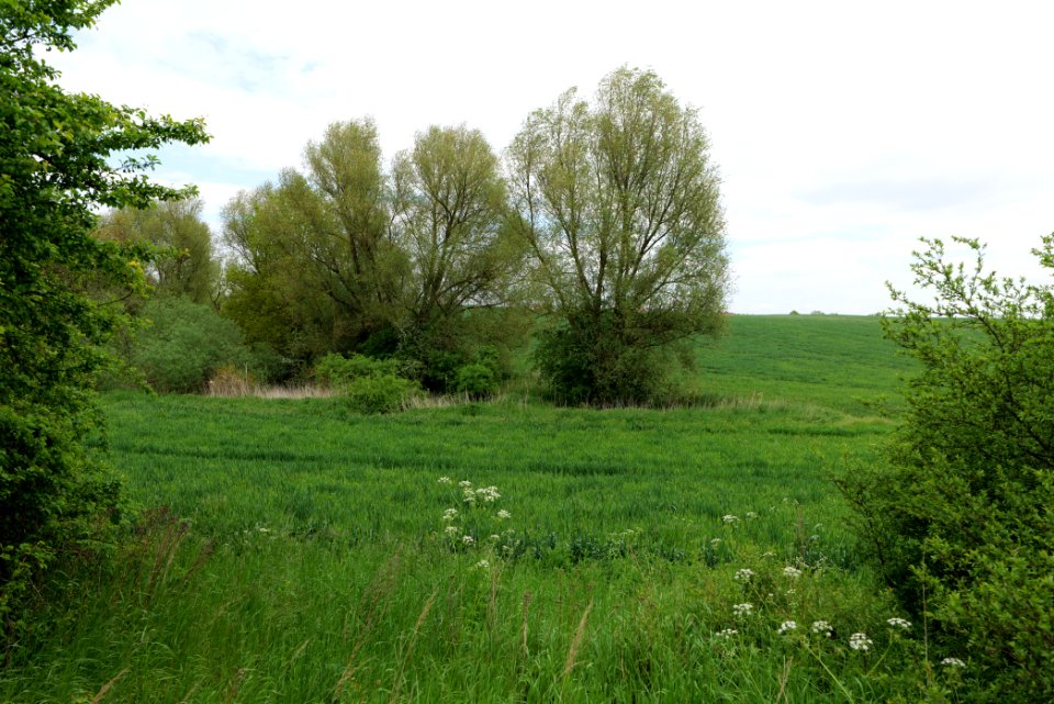 Field in Hardenbeck 2021-05-29 17