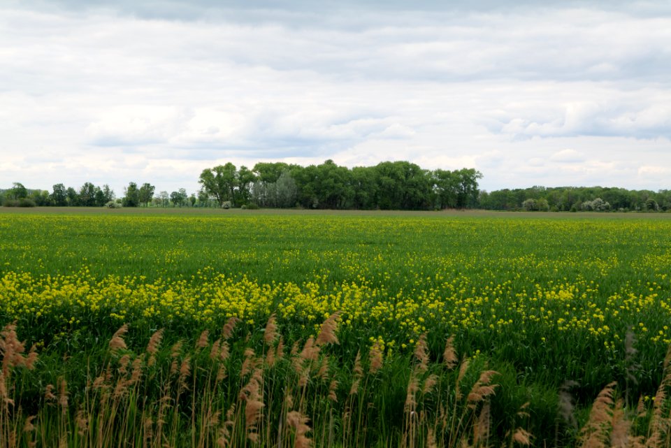 Field in Fehrbellin 2020-05-15 01