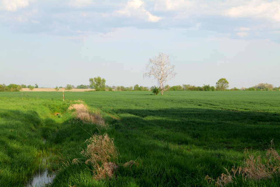 Field in Brusendorf 2021-05-11 16