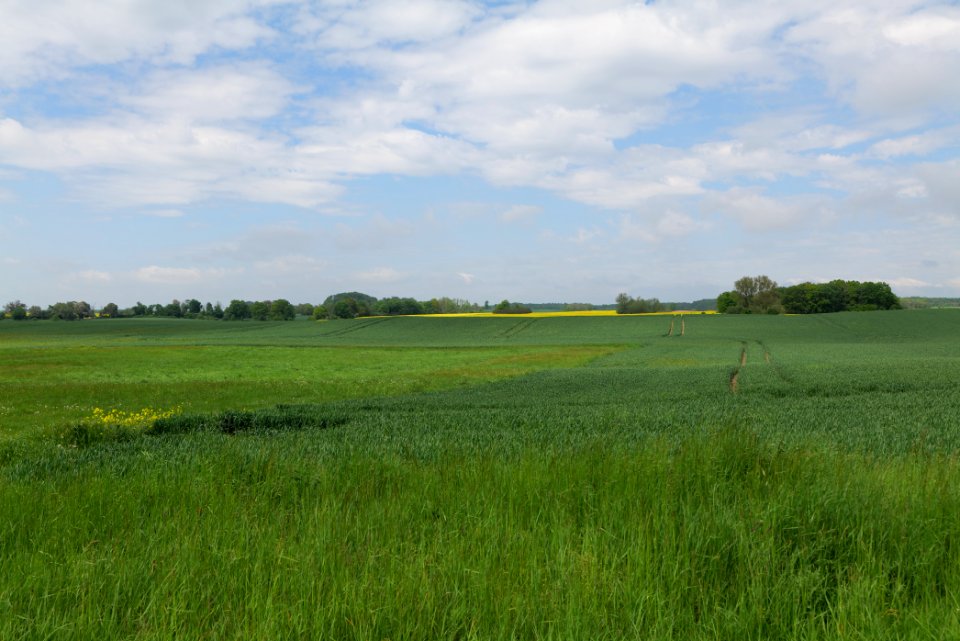Field in Hardenbeck 2021-05-29 34