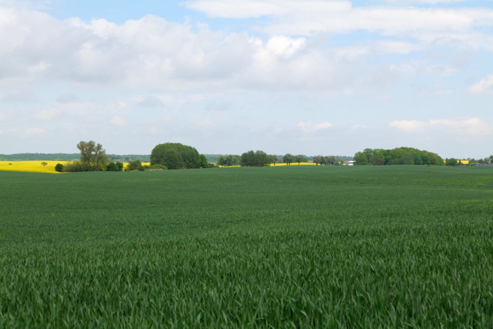 Field in Hardenbeck 2021-05-29 22
