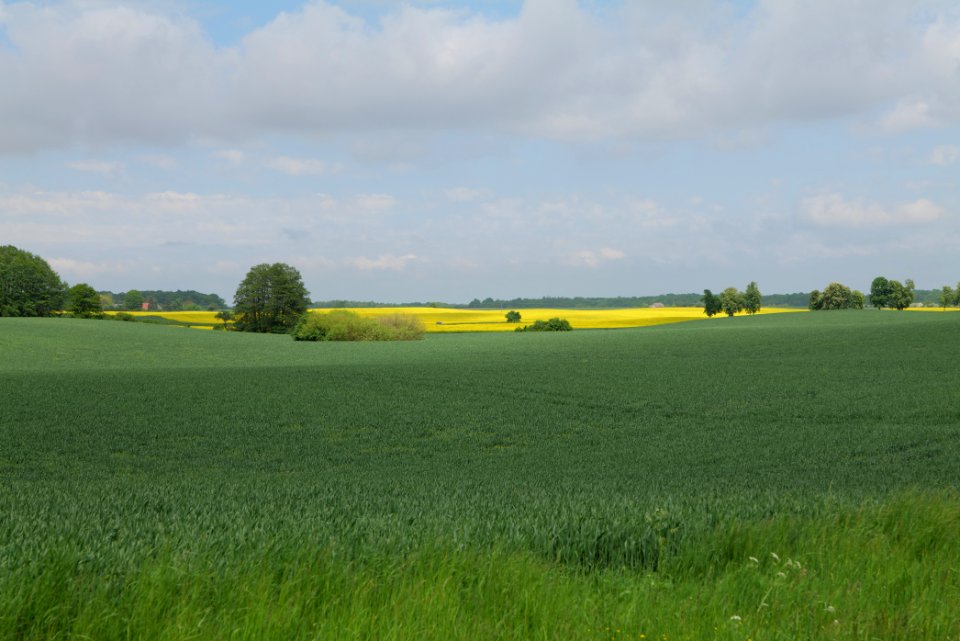 Field in Hardenbeck 2021-05-29 36