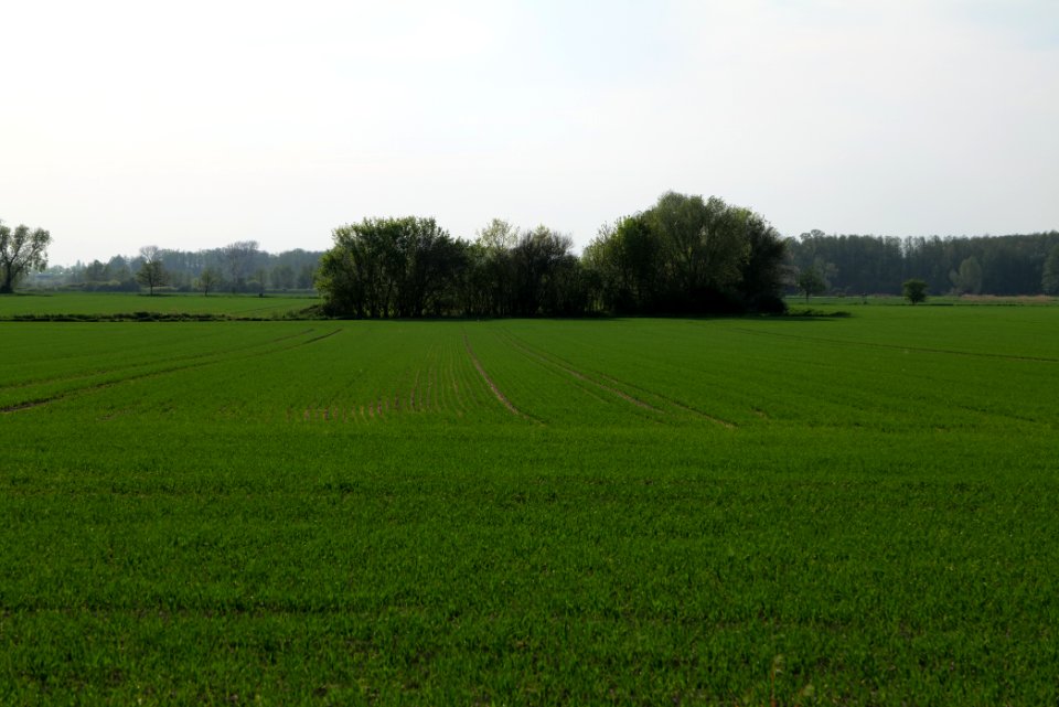 Field in Brusendorf 2021-05-11 05