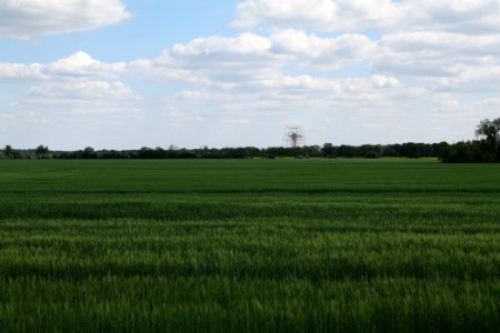 Field in Nauen 2020-05-15 11