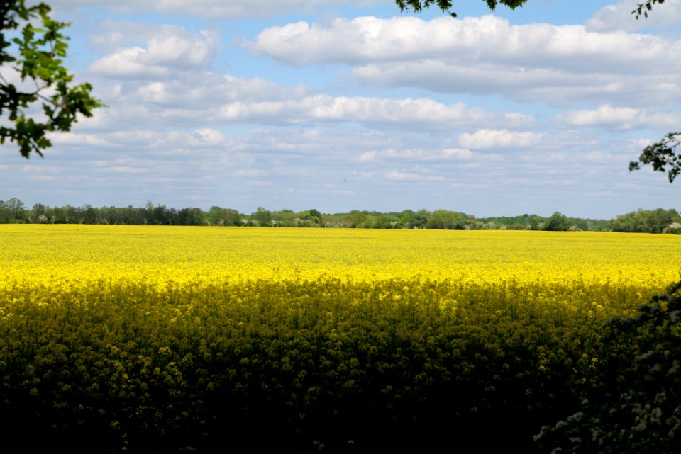 Field in Nauen 2020-05-15 08