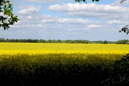 Field in Nauen 2020-05-15 08