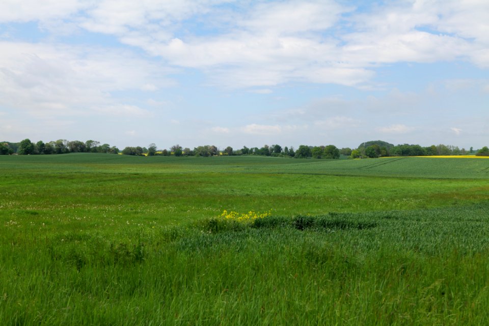 Field in Hardenbeck 2021-05-29 33
