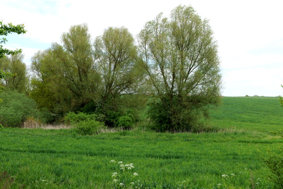 Field in Hardenbeck 2021-05-29 18