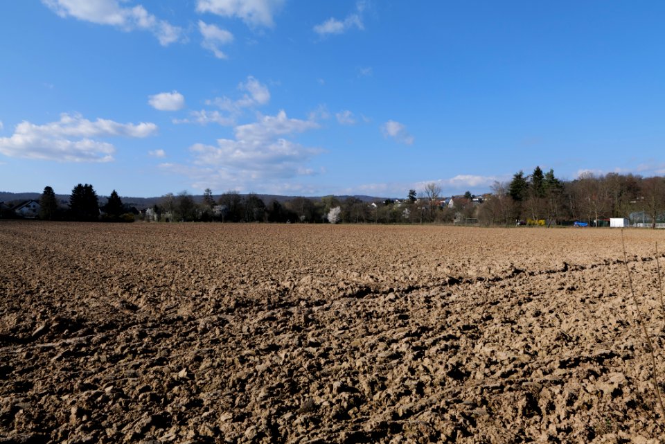 Field in Köppern 2021-04-02 10