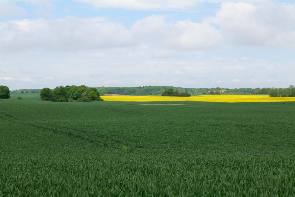 Field in Hardenbeck 2021-05-29 24