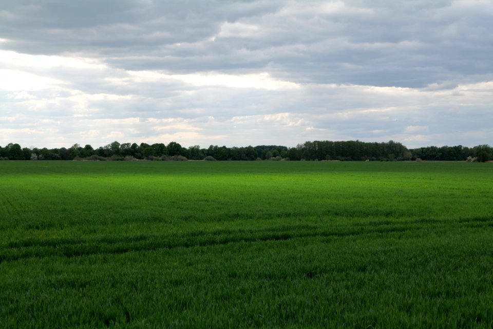 Field in Kremmen 2020-05-15 01