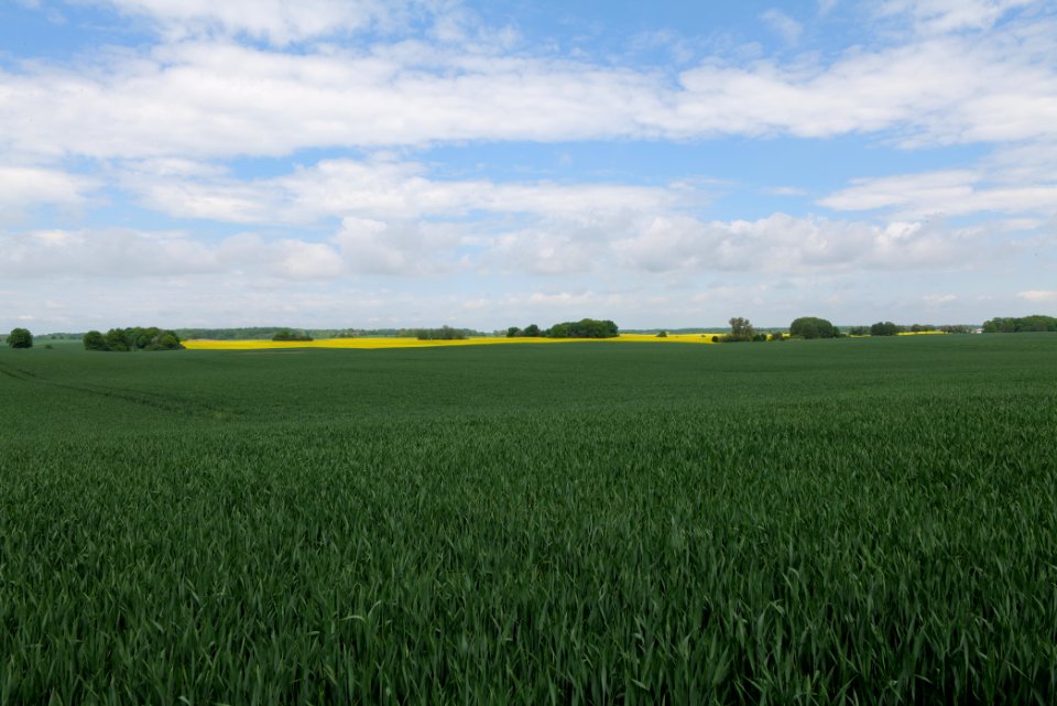 Field in Hardenbeck 2021-05-29 19