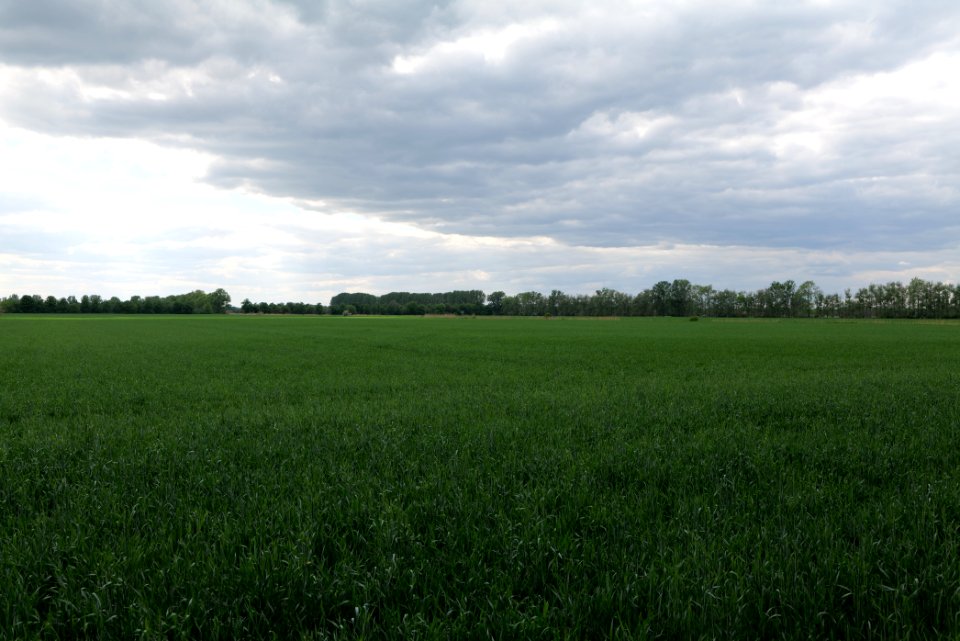 Field in Nauen 2020-05-15 22