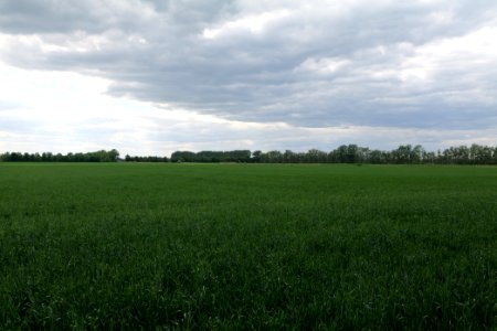 Field in Nauen 2020-05-15 22