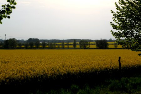 Field in Mahlow 2021-05-11 02