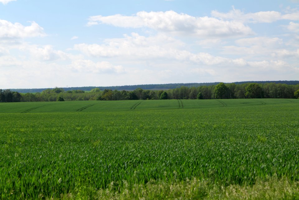 Field in Gollmitz 2021-05-29 03