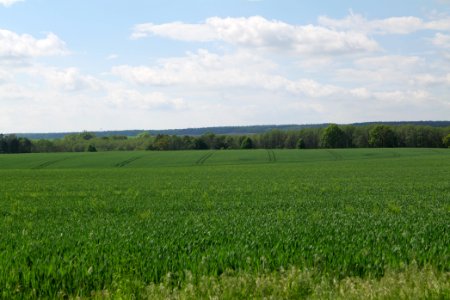 Field in Gollmitz 2021-05-29 03